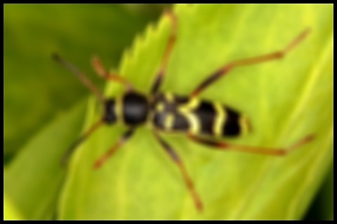 Wasp Gaussian Kernel 19x19 Weight 9.25