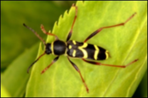 Wasp Gaussian Kernel 9x9 Weight 9.25