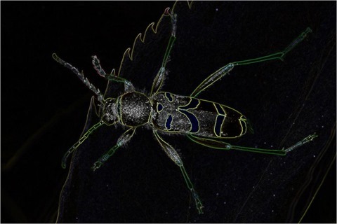 Wasp Scharr 3 x 3 x 8