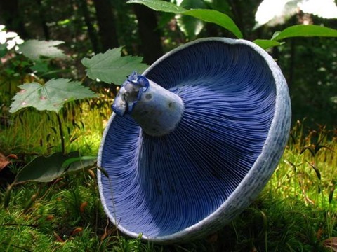 1024px-Lactarius_indigo_48568