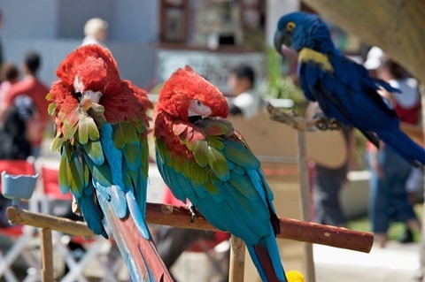 1280px-Macaws_at_Seaport_Village_-USA-8a