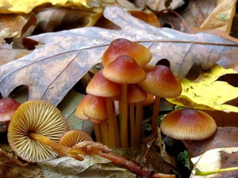 1280px-Mycena_atkinsoniana_60804