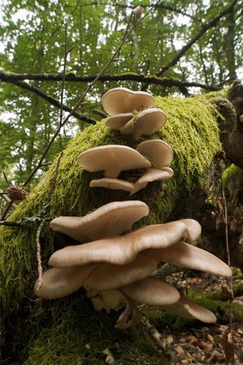 683px-Pleurotus_pulmonarius_LC0228