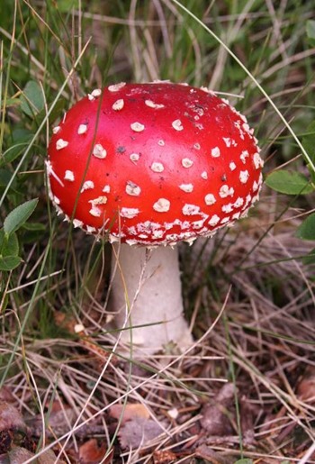 Amanita_muscaria_(fly_agaric)