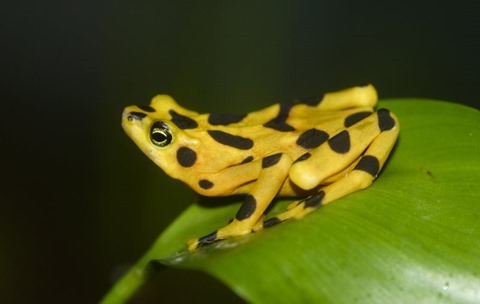 Panamanian Golden Frog