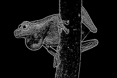 Frog: Kernel 5x5, Weight1 2.7, Weight2 0.1