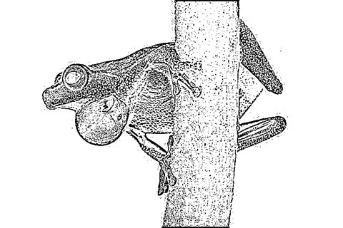 Frog: Kernel 7x7, Weight1 0.1, Weight2 2.0