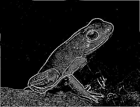 Frog: Kernel 5x5, Weight1 2.4, Weight2 0.3