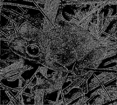 Frog: Kernel 3x3, Weight1 2.1, Weight2 0.7