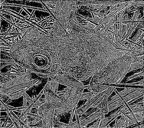 Frog: Kernel 5x5, Weight1 2.1, Weight2 0.5