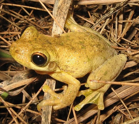 Tyler's Tree Frog