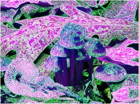 Mushroom: Blue, Filter Size 9, Color Shift Right, Edge Tracing Double Intensity, Edge Threshold 60