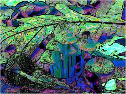 Mushroom: Green - Blue, Filter Size 9, Color Shift Left, Edge Tracing Black, Edge Threshold 60