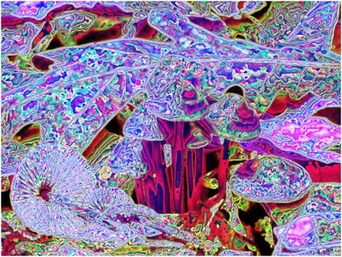 Mushroom: Green - Blue, Filter Size 9, Color Shift Right, Edge Tracing Double Intensity, Edge Threshold 60