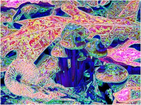 Mushroom: Red - Blue, Filter Size 9, Color Shift Right, Edge Tracing Double Intensity, Edge Threshold 55