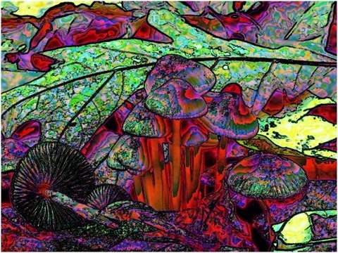 Mushroom: Red - Blue, Filter Size 9, Edge Tracing Black, Edge Threshold 55