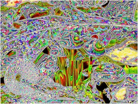 Mushroom: Red - Green - Blue, Filter Size 9, Color Shift None, Edge Tracing Double Intensity, Edge Threshold 55