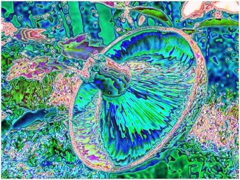 Mushroom: Green - Blue, Filter Size 11, Color Shift None, Edge Tracing Double Intensity, Edge Threshold 75