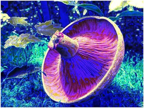 Mushroom: Green, Filter Size 11, Color Shift Left, Edge Tracing, Double Intensity, Edge Threshold 60