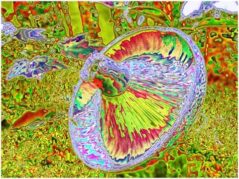 Mushroom: Red - Green, Filter Size 11, Color Shift None, Edge Tracing Double Intensity, Edge Threshold 75