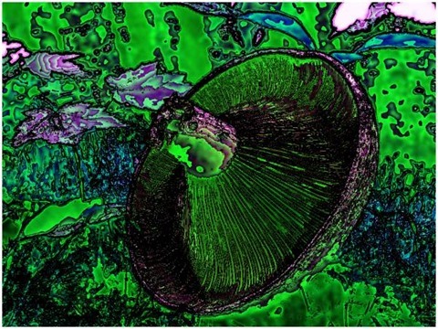 Mushroom: Red, Filter Size 11, Color Shift Left, Edge Tracing Black, Edge Threshold 60