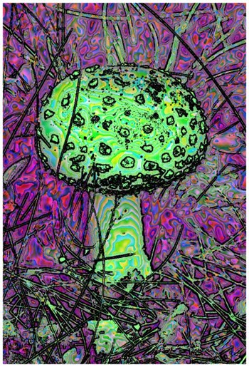 Mushroom: Green - Blue, Filter Size 17, Color Shift Left, Edge Tracing Black, Edge Threshold 85