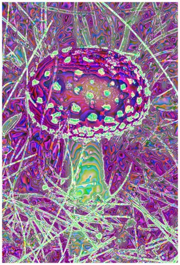 Mushroom: Red - Green, Filter Size 17, Color Shift None, Edge Tracing Double Intensity, Edge Threshold 85