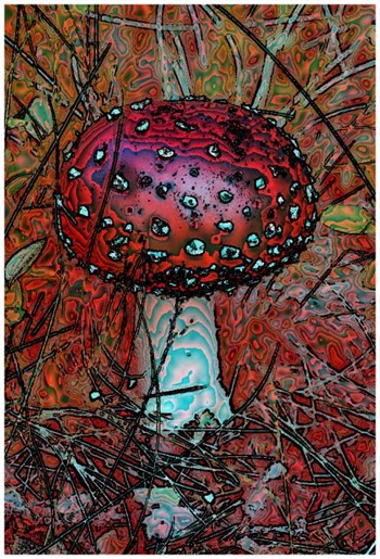 Mushroom: Red, Filter Size 17, Color Shift None, Edge Tracing Black, Edge Threshold 85