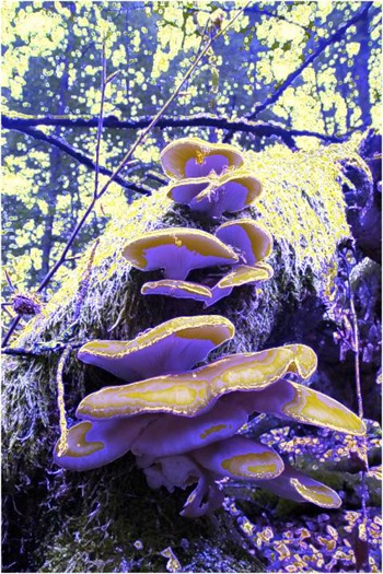 Mushroom: Blue, FilterSize 5, Color Shift None, Edge Tracing Double Intensity, Edge Threshold 75