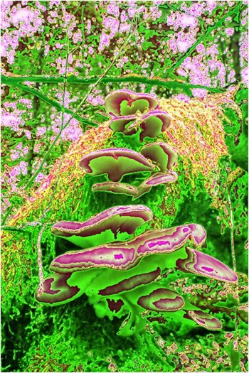 Mushroom: Green, Filter Size 5, Color Shift None, Edge Tracing Double Intensity, Edge Threshold 75