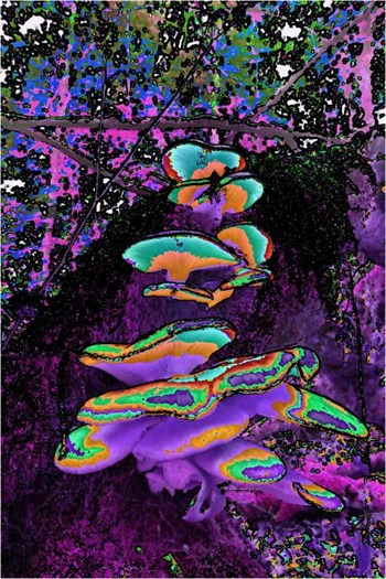 Mushroom: Red - Green - Blue, Filter Size 3, Color Shift Right, Edge Tracing Black, Edge Threshold 75