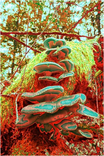 Mushroom: Red, Filter Size 5, Color Shift None, Edge Tracing Double Intensity, Edge Threshold 75