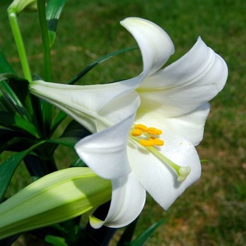 1024px-Lilium_longiflorum_(Easter_Lily)