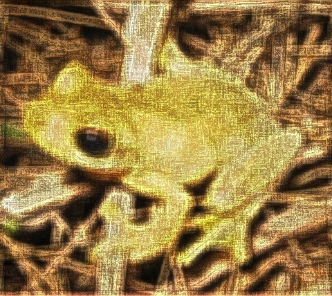 Frog: Filter Size 19x19