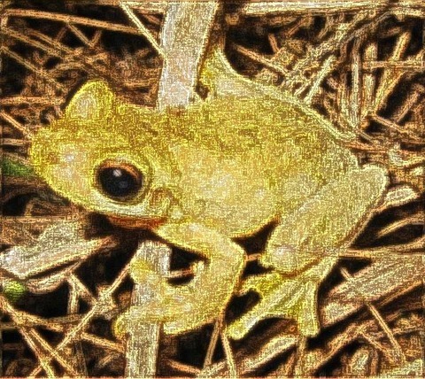 Frog: Filter Size 9x9