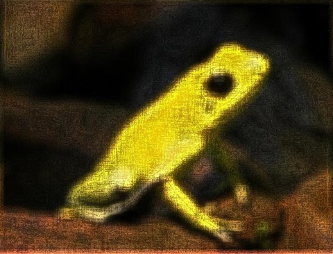 Frog: Filter Size 19x19