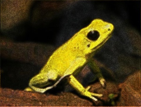 Frog: Filter Size 9x9