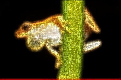 Frog: Filter Size 19x19