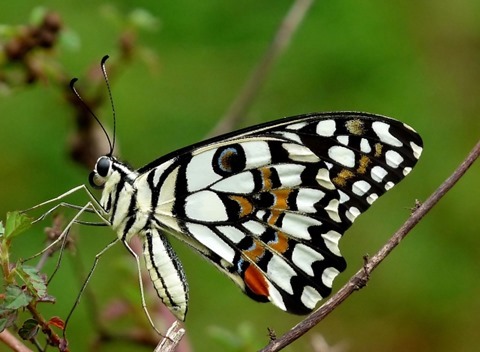 Common Lime Butterfly Papilio demoleus by Kadavoor