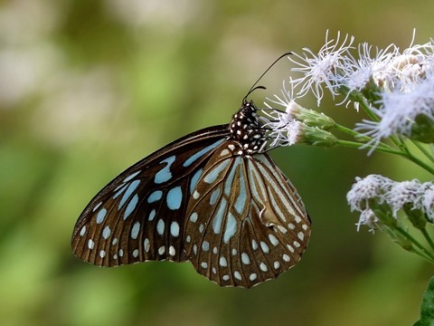Dark Blue Tiger tirumala septentrionis by kadavoor