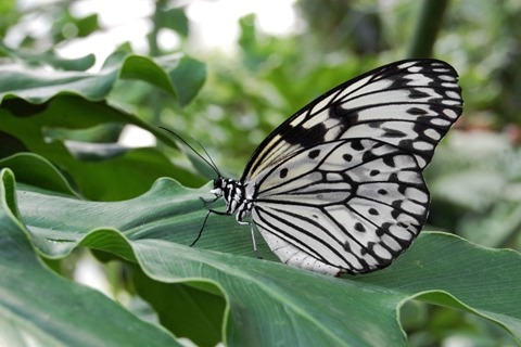 Weiße Baumnymphe (Idea leuconoe) fotografiert im Schmetterlingshaus des Maximilianpark Hamm