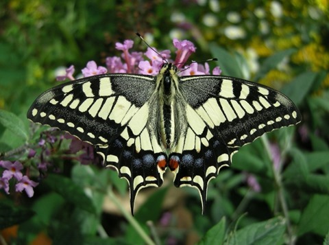 Old World Swallowtail on Buddleja davidii