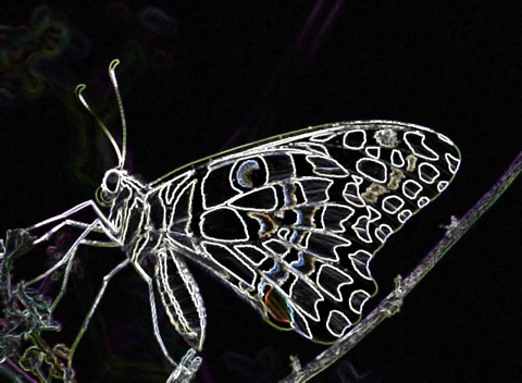 Butterfly Filter 3x3 Factor 4