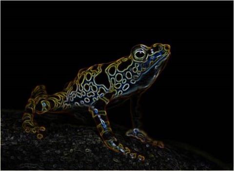 Frog Filter 3x3 Smoothed