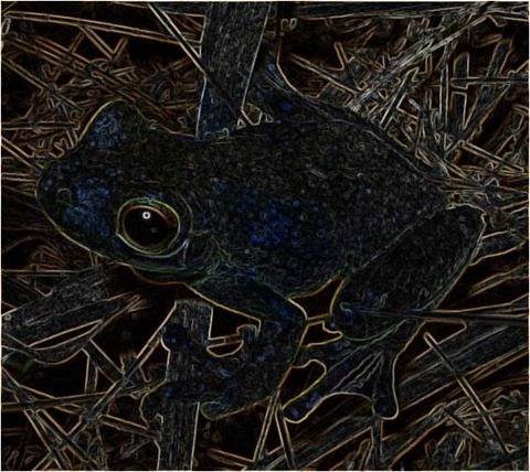 Frog Filter 3x3 Smoothed