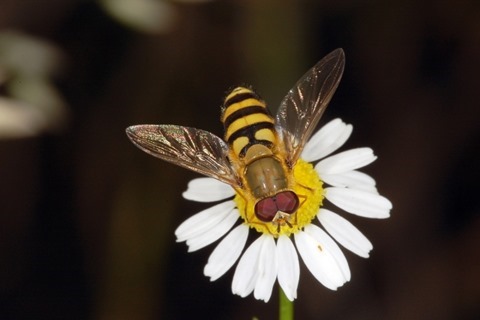 Syrphidae, Knüllwald, Hessen, Deutschland