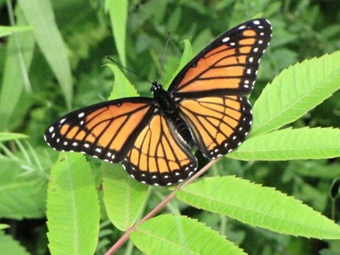 Viceroy (Limenitis archippus), Mer Bleue Conservation Area, Ottawa, Ontario 